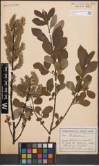Foto von Salix cinerea L.